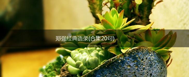 郑强经典语录(合集20句),第1张