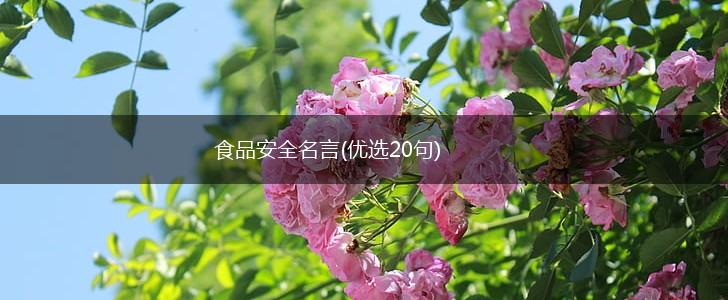 食品安全名言(优选20句),第1张