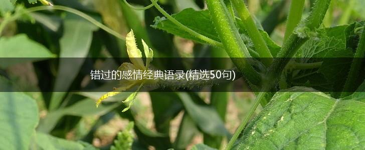 错过的感情经典语录(精选50句),第1张