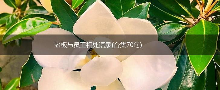 老板与员工相处语录(合集70句),第1张