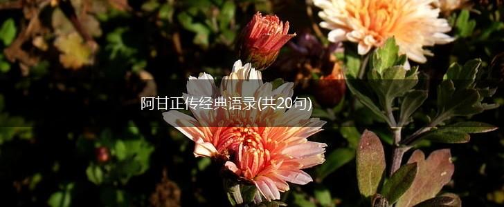 阿甘正传经典语录(共20句),第1张