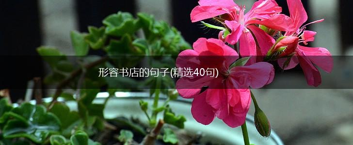 形容书店的句子(精选40句),第1张