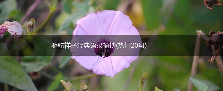 骆驼祥子经典语录摘抄(热门20句),第1张