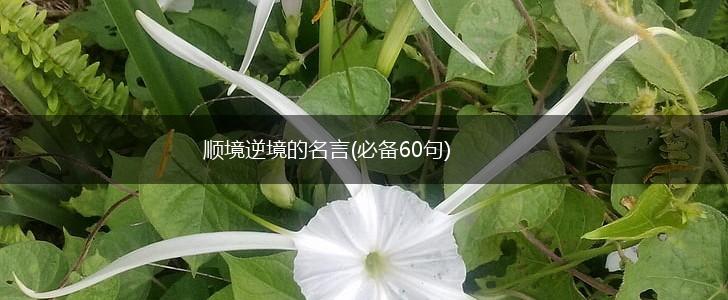 顺境逆境的名言(必备60句),第1张
