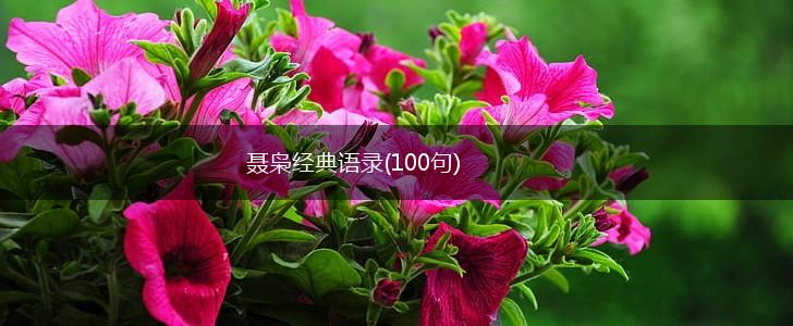 聂枭经典语录(100句),第1张