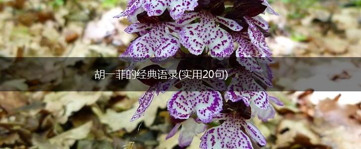 胡一菲的经典语录(实用20句),第1张
