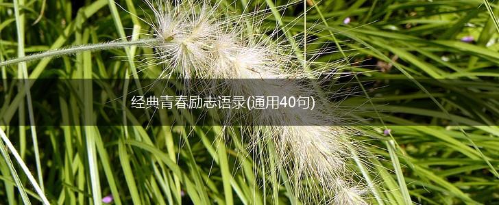 经典青春励志语录(通用40句),第1张