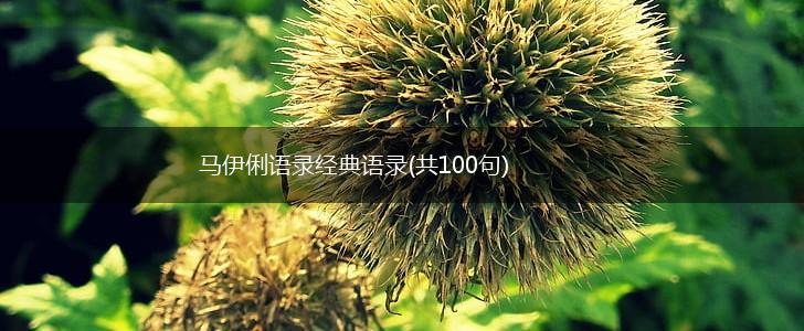 马伊俐语录经典语录(共100句),第1张