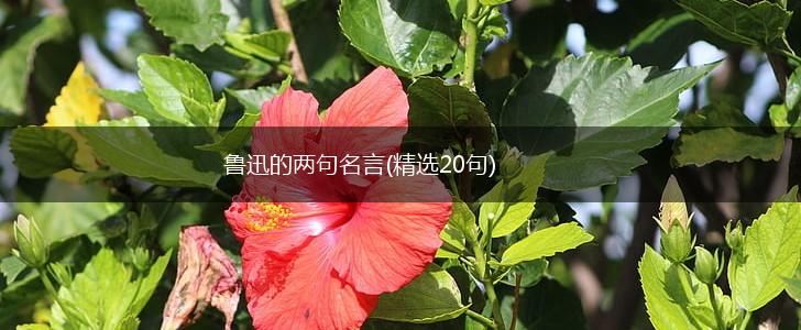 鲁迅的两句名言(精选20句),第1张