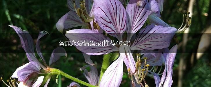 蔡康永爱情语录(推荐40句),第1张