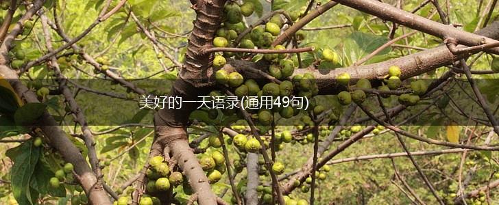 美好的一天语录(通用49句),第1张