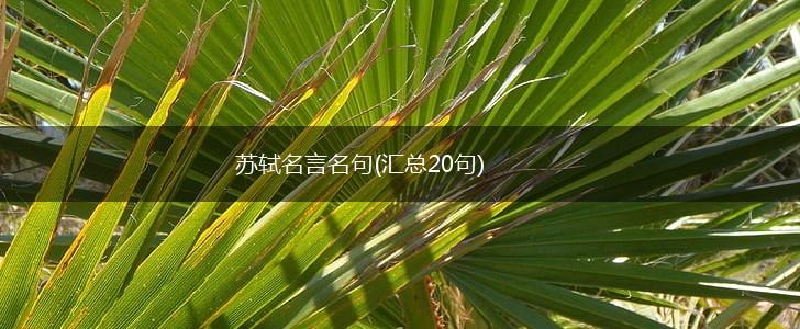 苏轼名言名句(汇总20句),第1张