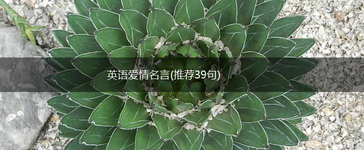 英语爱情名言(推荐39句),第1张