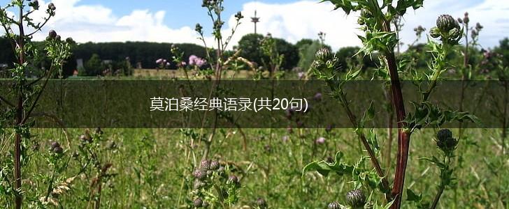 莫泊桑经典语录(共20句),第1张