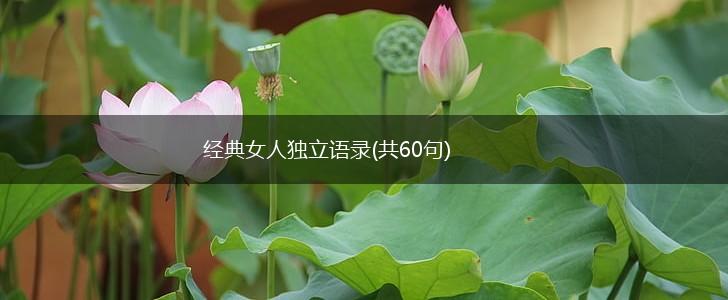经典女人独立语录(共60句),第1张