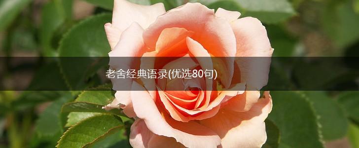 老舍经典语录(优选80句),第1张