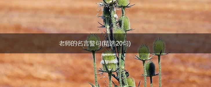 老师的名言警句(精选20句),第1张