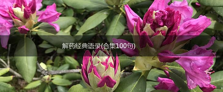 解药经典语录(合集100句),第1张