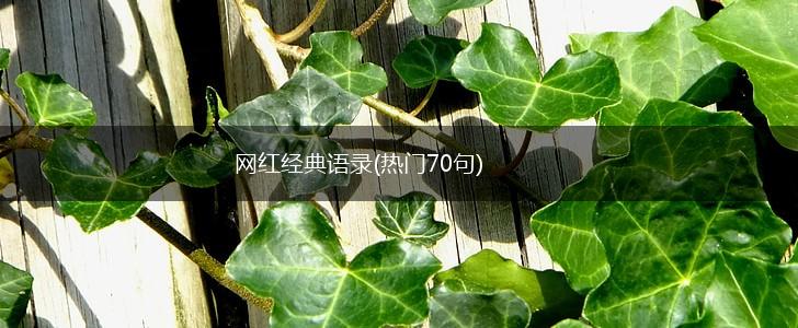 网红经典语录(热门70句),第1张
