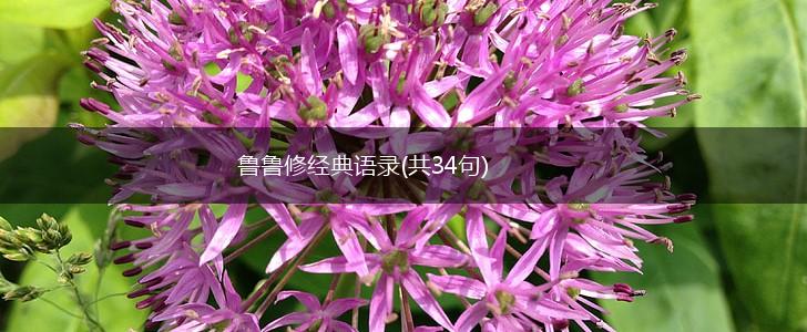 鲁鲁修经典语录(共34句),第1张