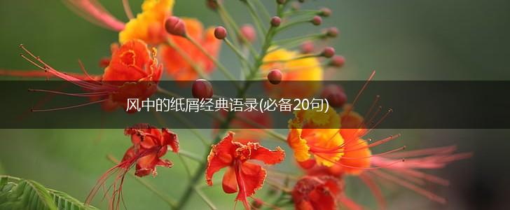 风中的纸屑经典语录(必备20句),第1张