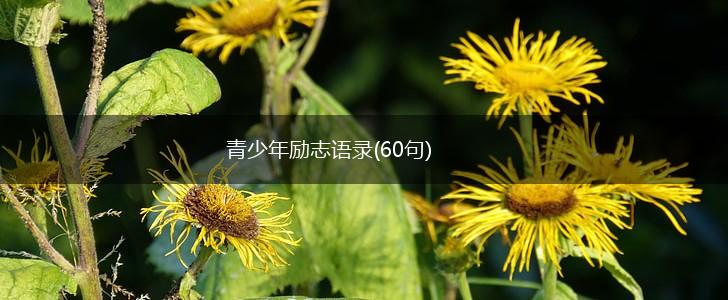 青少年励志语录(60句),第1张