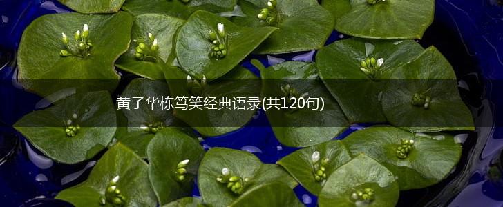 黄子华栋笃笑经典语录(共120句),第1张