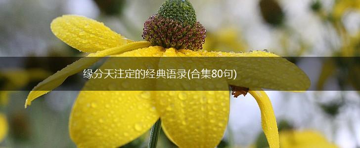 缘分天注定的经典语录(合集80句),第1张