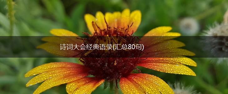 诗词大会经典语录(汇总80句),第1张