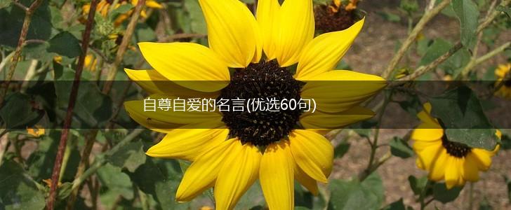 自尊自爱的名言(优选60句),第1张 自尊自爱的名言(优选60句),第1张
