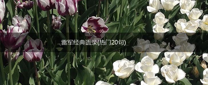 雷军经典语录(热门20句),第1张