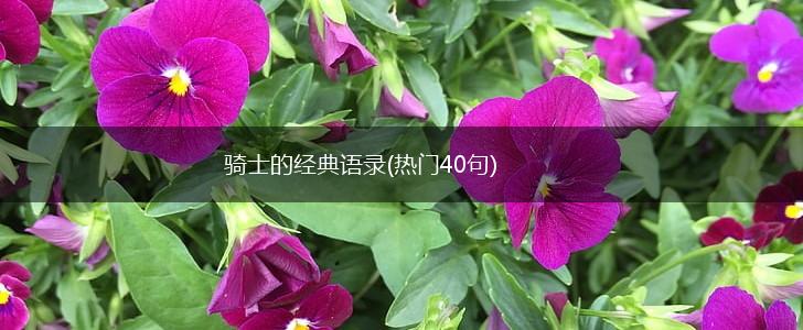骑士的经典语录(热门40句),第1张