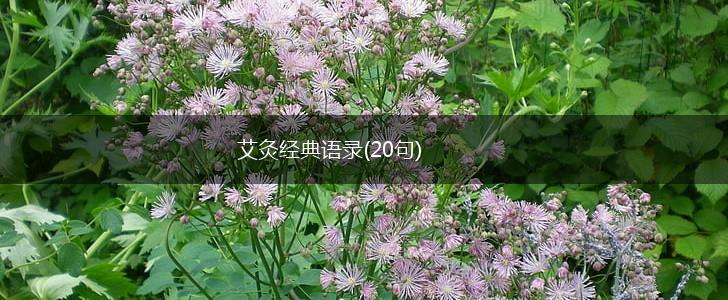 艾灸经典语录(20句),第1张