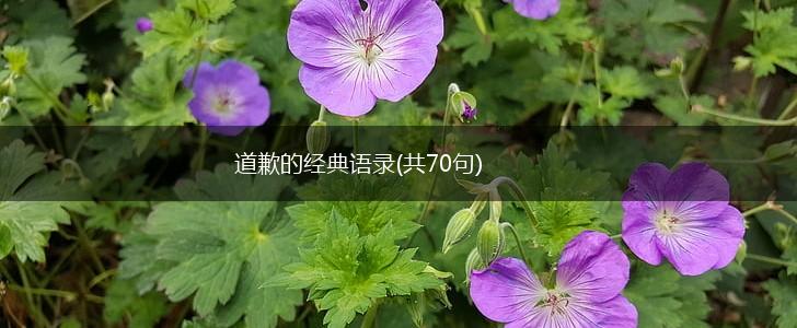 道歉的经典语录(共70句),第1张