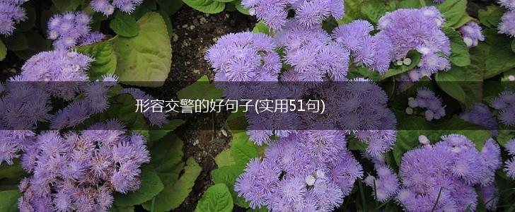 形容交警的好句子(实用51句),第1张