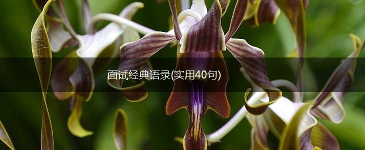 面试经典语录(实用40句),第1张