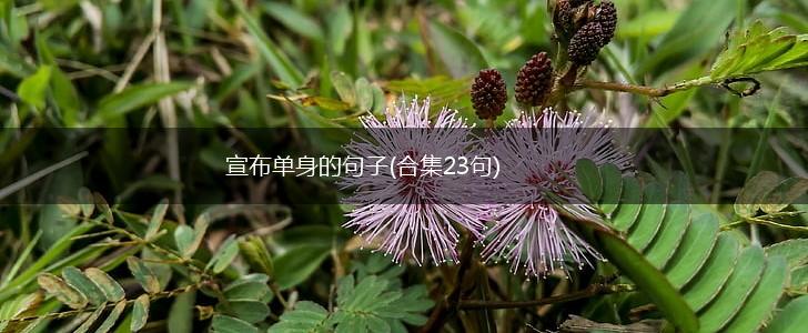 宣布单身的句子(合集23句),第1张