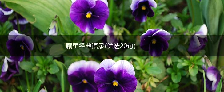 顾里经典语录(优选20句),第1张