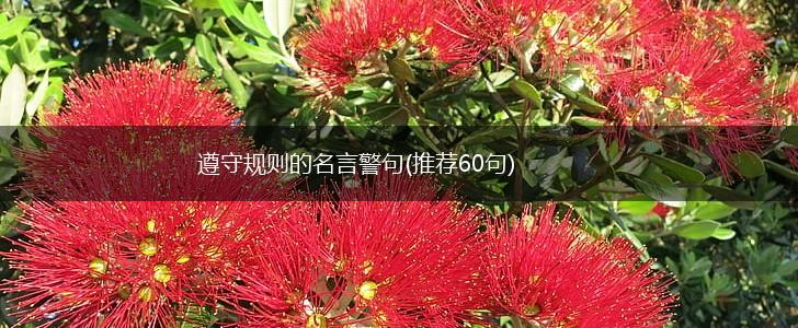 遵守规则的名言警句(推荐60句),第1张 遵守规则的名言警句(推荐60句),第1张