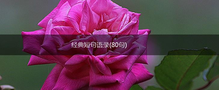 经典短句语录(80句),第1张