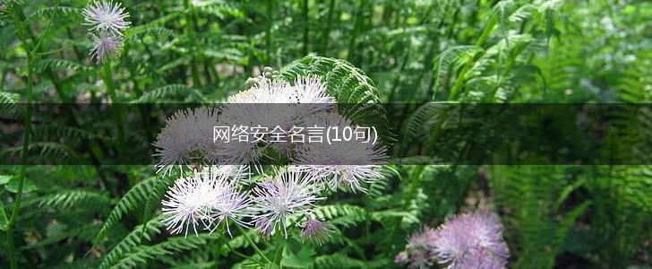 网络安全名言(10句),第1张