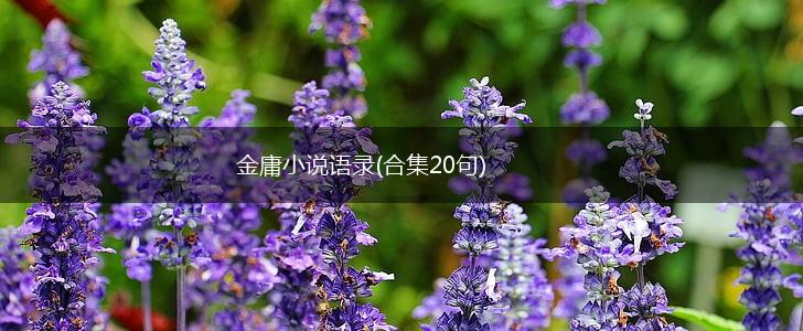 金庸小说语录(合集20句),第1张