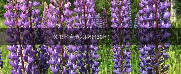 读书名言英文(必备30句),第1张 读书名言英文(必备30句),第1张