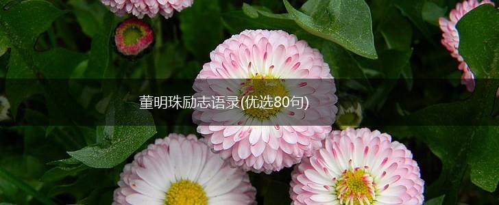 董明珠励志语录(优选80句),第1张