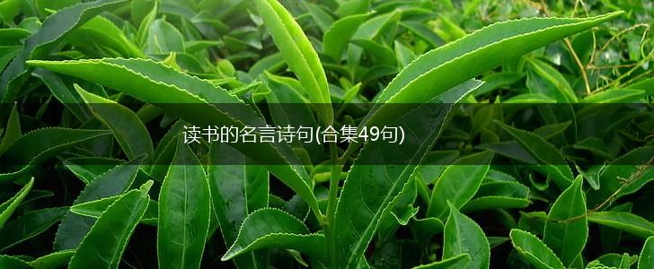 读书的名言诗句(合集49句),第1张 读书的名言诗句(合集49句),第1张
