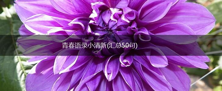 青春语录小清新(汇总50句),第1张