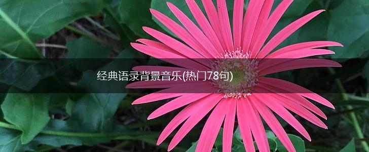 经典语录背景音乐(热门78句),第1张