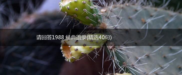 请回答1988 经典语录(精选40句),第1张