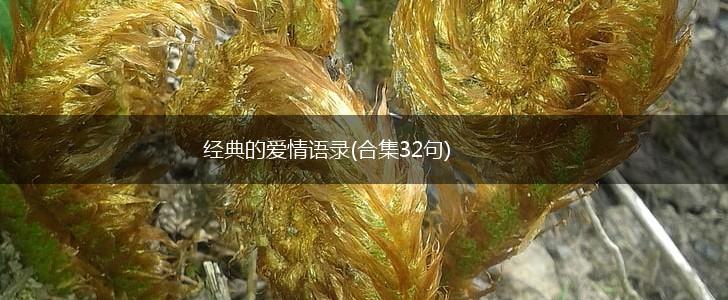 经典的爱情语录(合集32句),第1张