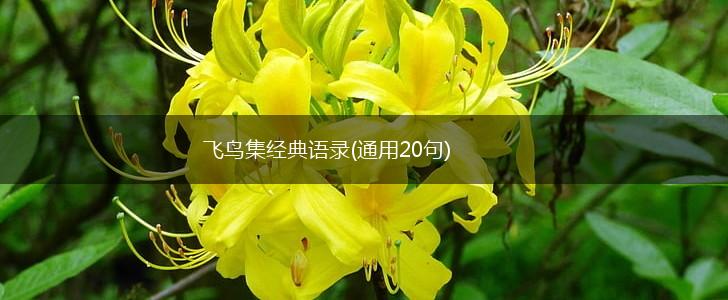 飞鸟集经典语录(通用20句),第1张